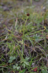 Ranunculus propinquus subborealis