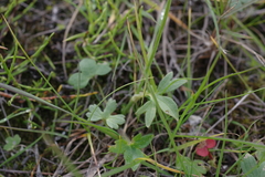 Ranunculus propinquus subborealis