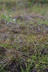 Ranunculus propinquus subborealis