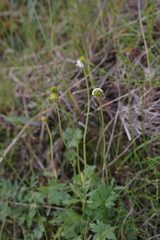 Ranunculus propinquus subborealis