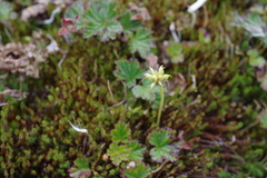 Ranunculus lapponicus