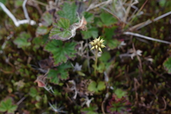 Ranunculus lapponicus
