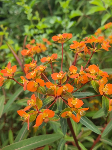 Fireglow Spurge (Euphorbia griffithii)