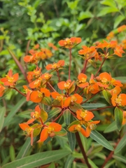 Euphorbia griffithii, photograph author not stated, no rights reserved