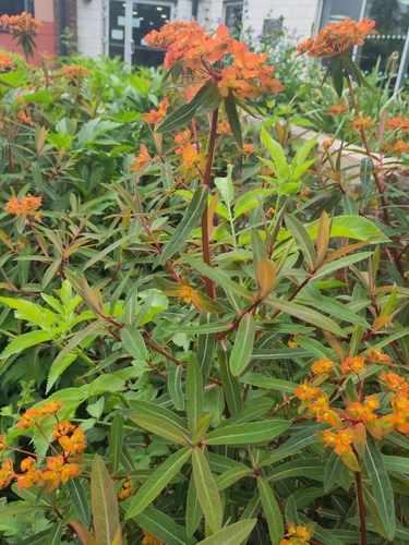 Image of Euphorbia griffithii by no rights reserved