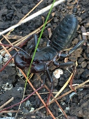 Mastigoproctus tohono