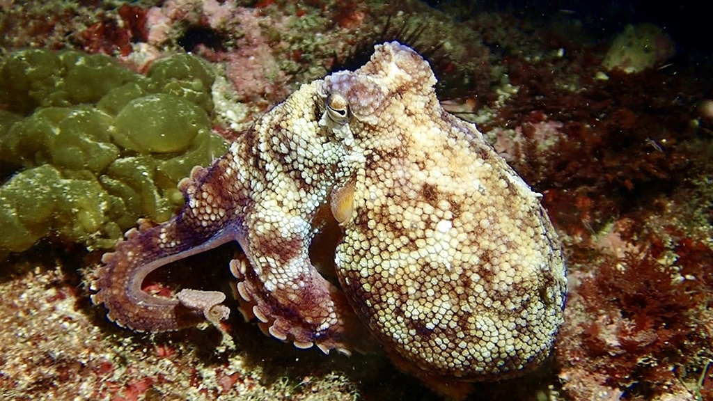 Stareye Octopus