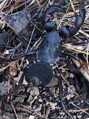 Mastigoproctus tohono