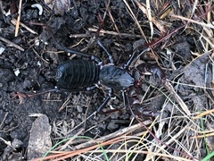 Mastigoproctus tohono