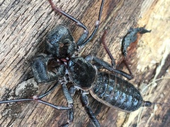 Mastigoproctus tohono