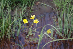 Ranunculus propinquus subborealis