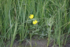 Ranunculus propinquus subborealis