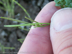 Cardamine umbellata