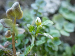 Cardamine umbellata