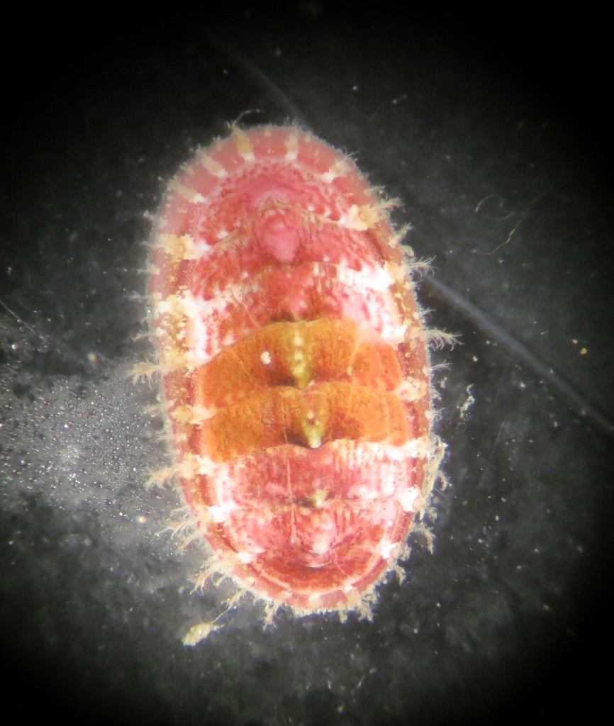 Dendrochiton thamnoporus