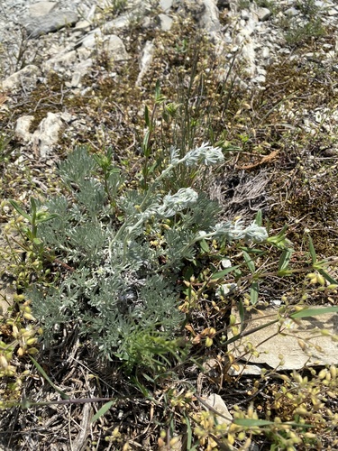 Artemisia alpina, photograph 2