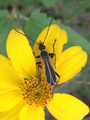 Chauliognathus opacus