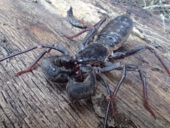 Mastigoproctus tohono