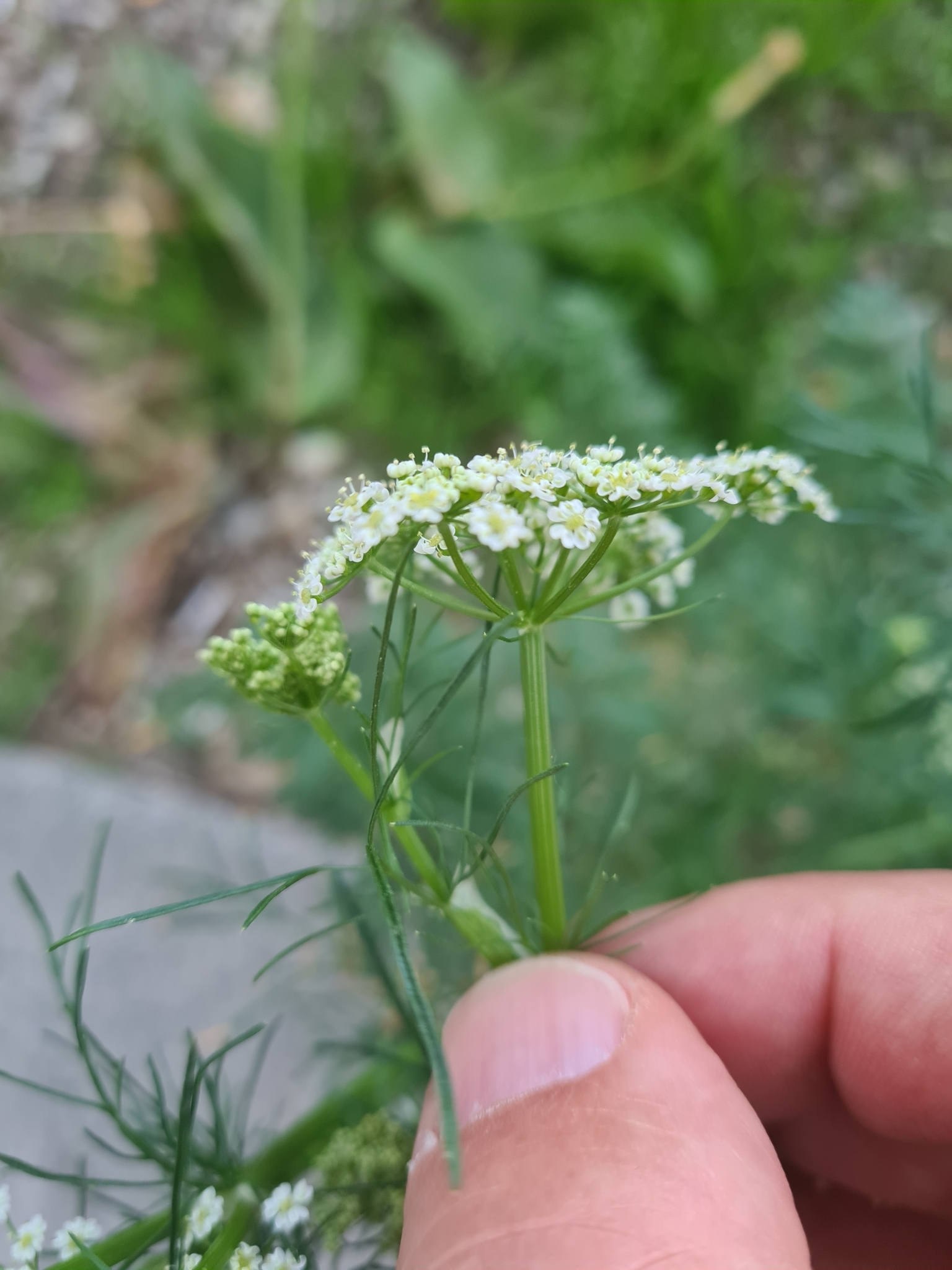 Imagem de Cicuta-falsa