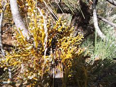 Arceuthobium campylopodum