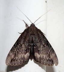 Catocala residua