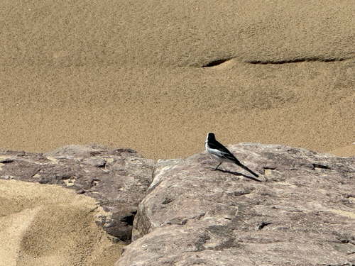 White Wagtail