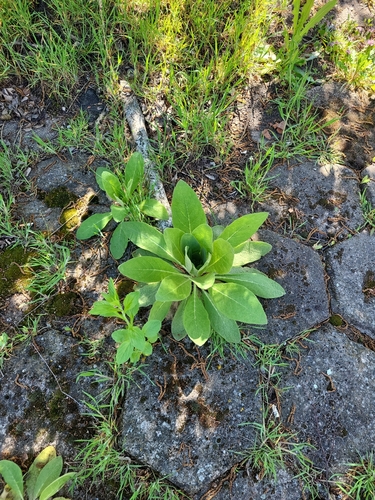 great mullein