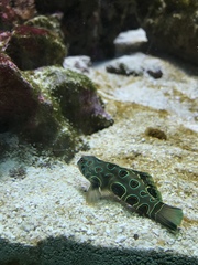 Synchiropus picturatus