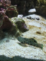 Synchiropus picturatus