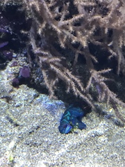 Synchiropus