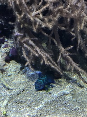 Synchiropus