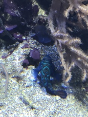 Synchiropus