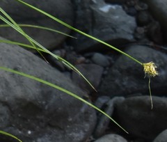Carex harfordii
