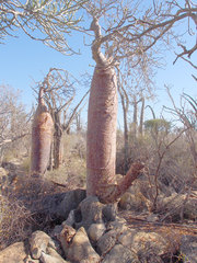 Adansonia rubrostipa