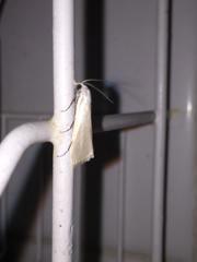 Scirpophaga