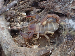 Pseudouroctonus apacheanus