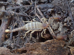 Pseudouroctonus apacheanus