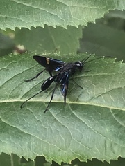 Pristaulacus fasciatus