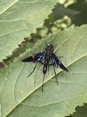 Pristaulacus fasciatus