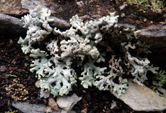 Hypogymnia subphysodes