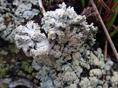 Hypogymnia subphysodes