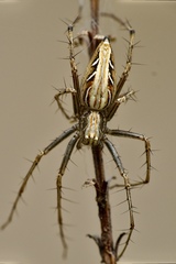 Oxyopes javanus