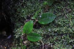 Hydrangea serratifolia