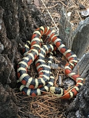 Lampropeltis pyromelana