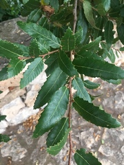Quercus trojana