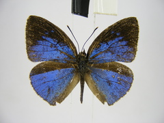 Stempfferia ciconia mongiro