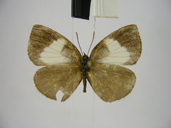 Stempfferia ciconia mongiro