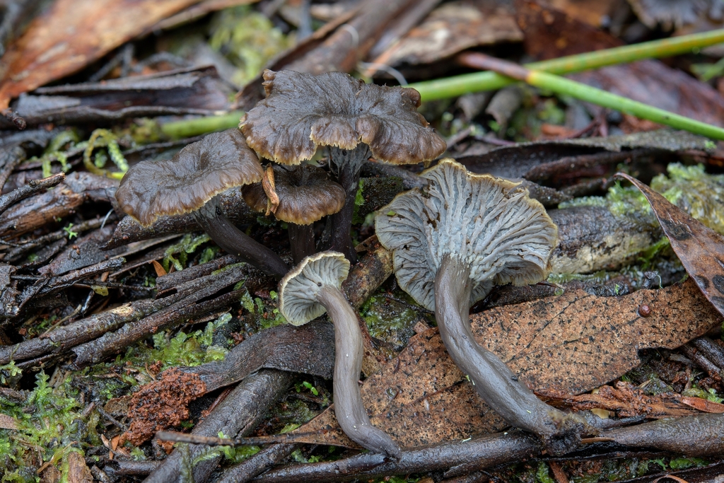 Craterellus australis