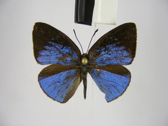 Stempfferia ciconia mongiro