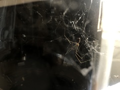 Pholcus phalangioides